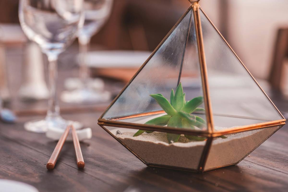 indoor garden jewelry boxe what are - DIY setup with Tillandsia and ring compartments
