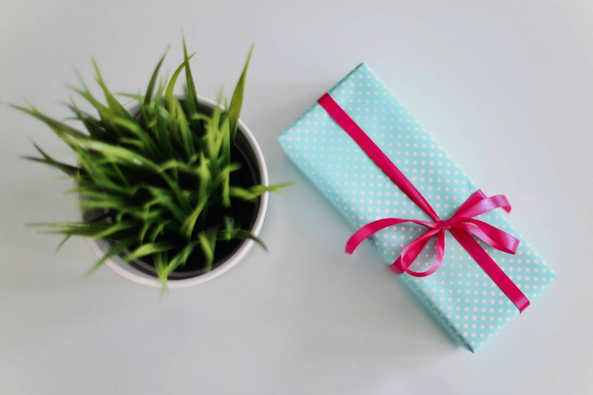 Indoor Garden Jewelry Boxe Jewellery Gift: 7 Proven Ways to Avoid a Painful Decorating Mistake