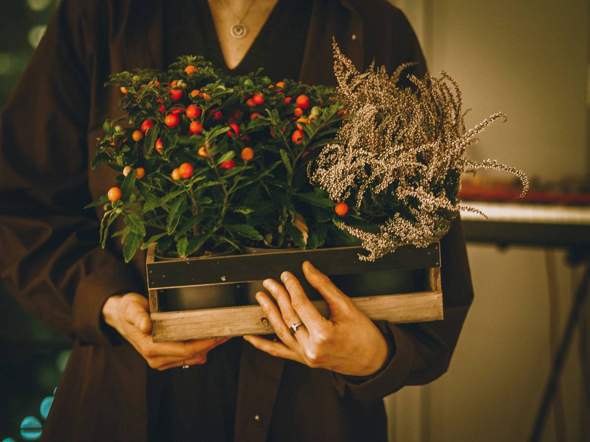 close-up of plant display jewelry boxe jewellery gift with Tillandsia and gold chain nestled in cedar lining