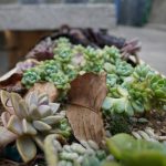 Jewelry Box Planter: 7 Proven Tips to Avoid Costly Mistakes