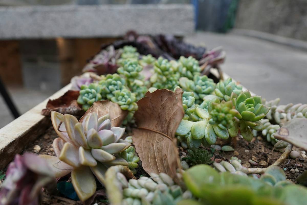 Jewelry Box Planter: 7 Proven Tips to Avoid Costly Mistakes