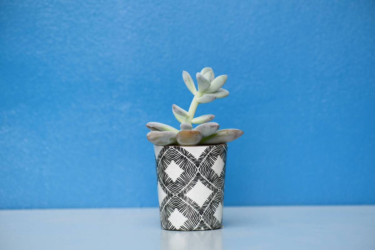 Patterns for Planter Boxes: 7 Proven Tips to Avoid Costly Mistakes