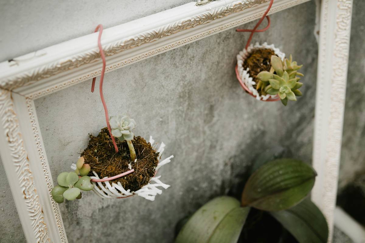 a picture frame with two plants hanging from it